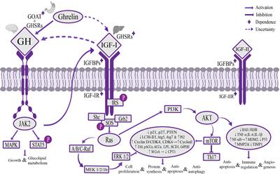 Ghrelin regulating liver activity and its potential effects on liver fibrosis and Echinococcosis